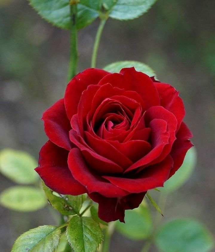 a single red rose with green leaves