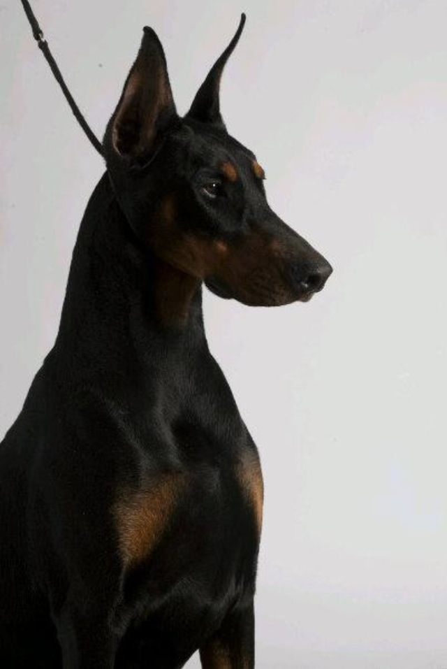 a black and brown dog sitting on top of a white floor