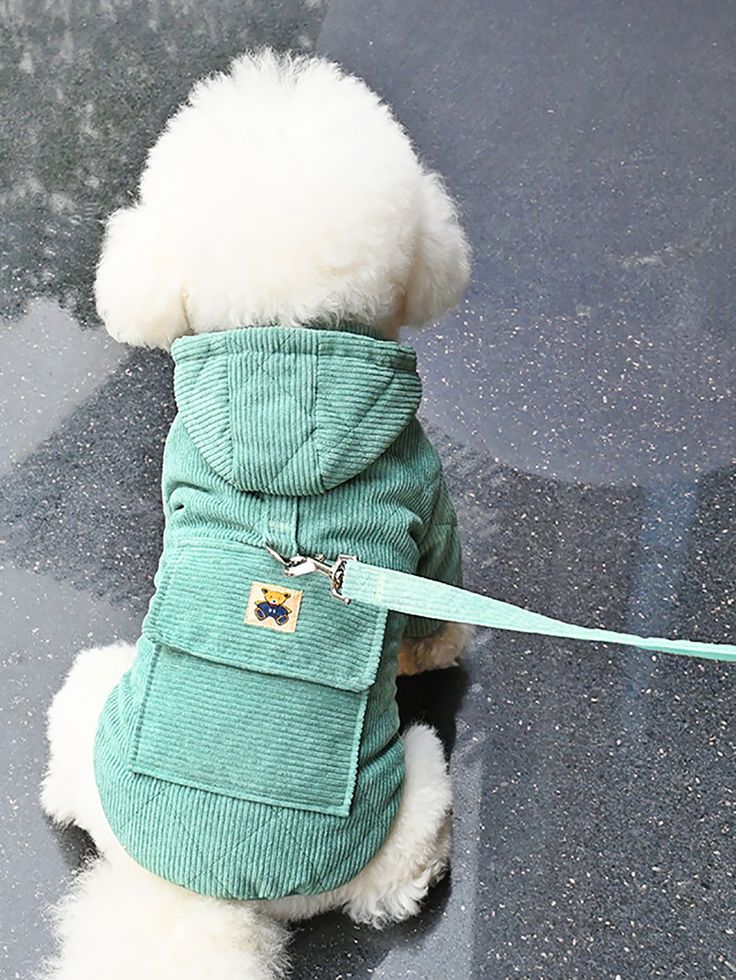 a small white dog wearing a green coat and leash sitting on top of a wet ground