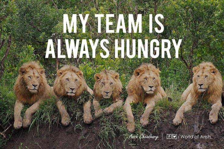 four lions sitting on top of a hill with the words, my team is always hungry