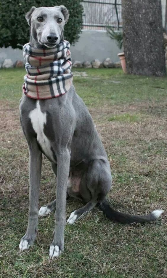 a dog wearing a scarf sitting in the grass