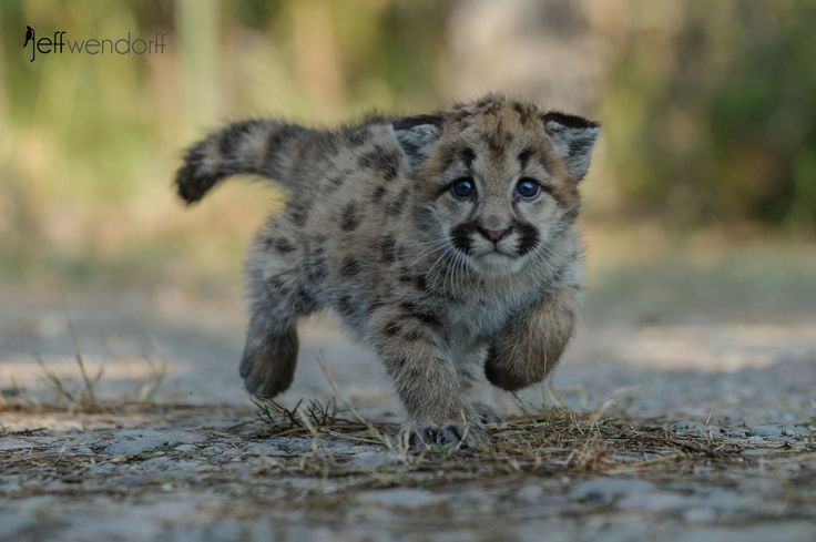 a baby cheetah running across a dirt road