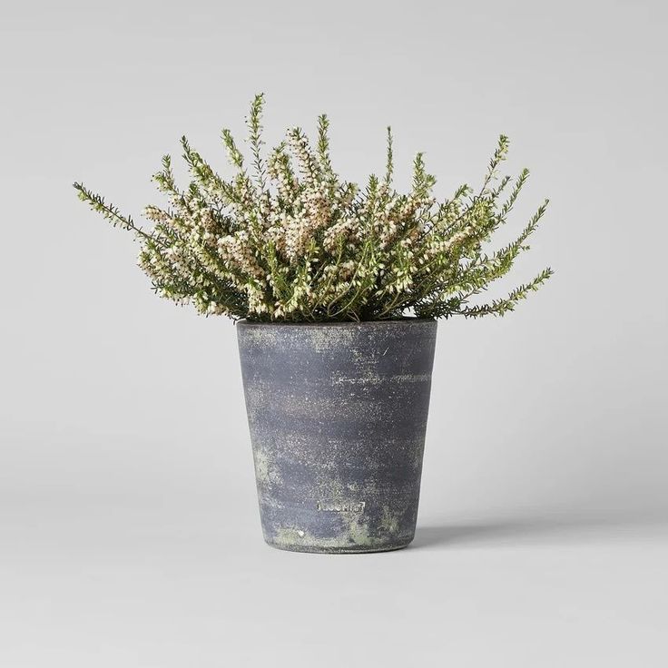 a potted plant sitting on top of a table