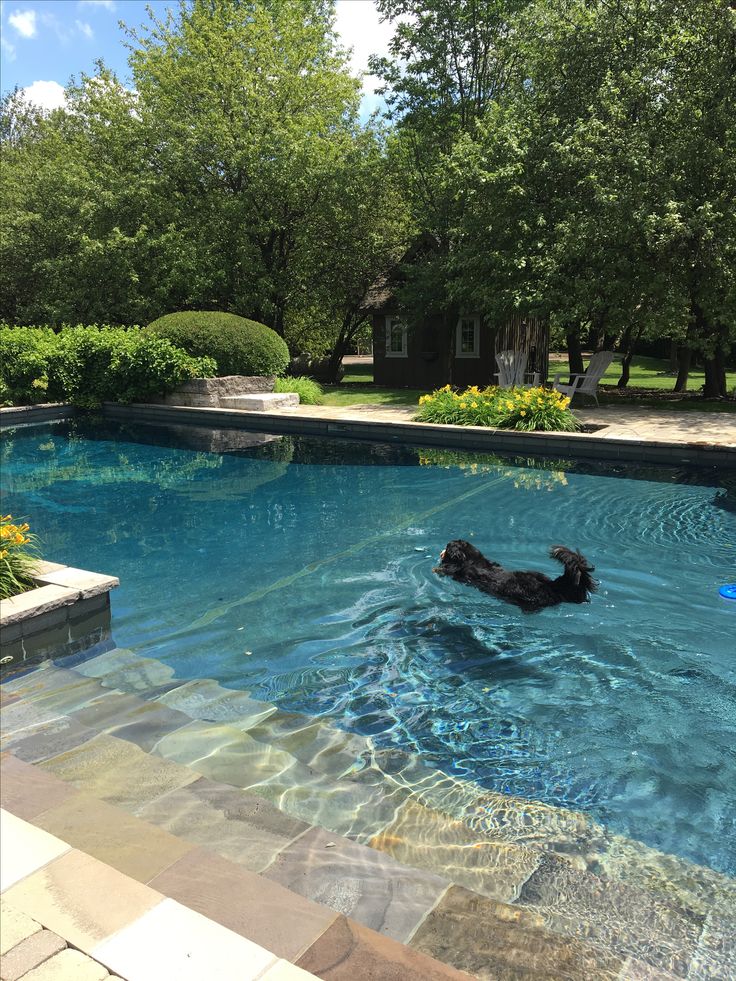 a black dog swimming in a pool surrounded by trees and bushes on a sunny day