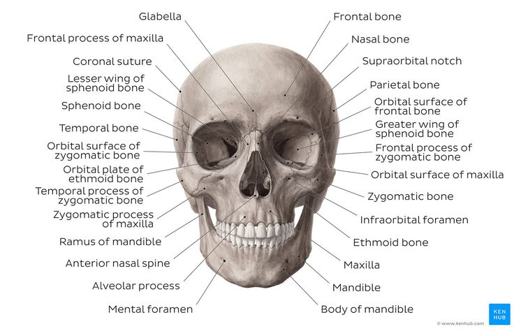 the human skull and its major bones with labels on each side, labeled in blue