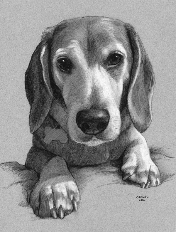 a pencil drawing of a dog laying down