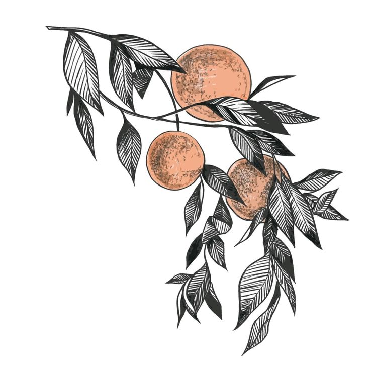 orange branch drawing graphics design liner Fruit Branch Drawing, Orange Mushroom Tattoo, The Priory Of The Orange Tree Tattoo, Orange Drawing Black And White, Tangerine Branch Tattoo, Citrus Branch Tattoo, Clementine Tree Tattoo, Orange Branch Drawing, Orange Blossom Sketch