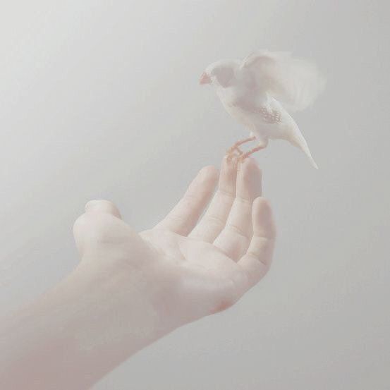 a hand holding a small white bird on top of it's palm in the air