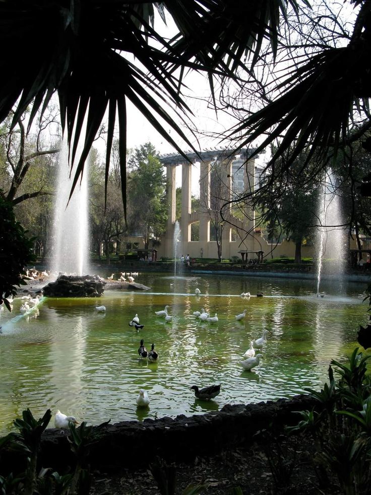 several ducks are swimming in the pond with water spouting from it's sides