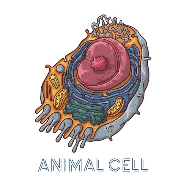 an animal cell is shown in this hand drawn drawing style, with the words animal cell below it