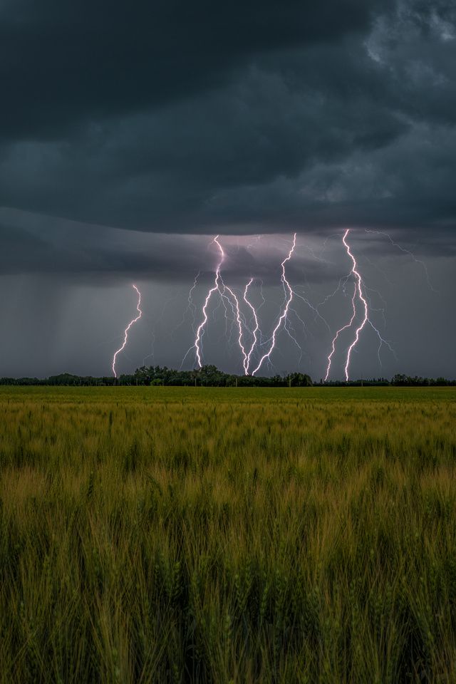 lightning strikes in the distance over a field with tall grass and trees on either side