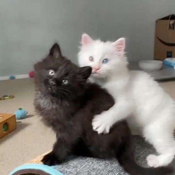 two kittens playing with each other on the floor