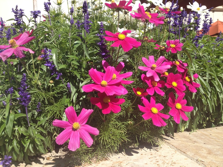 pink and yellow flowers are growing in a garden