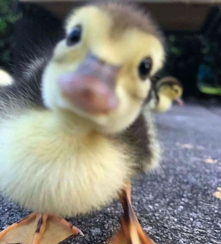 a baby duck standing on top of a cement ground next to an orange banana peel