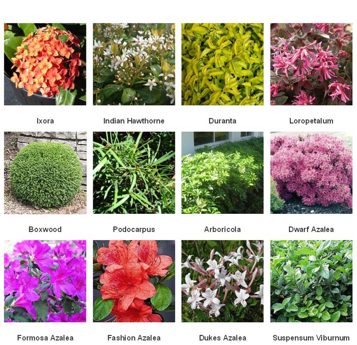 the different types of flowers are shown here