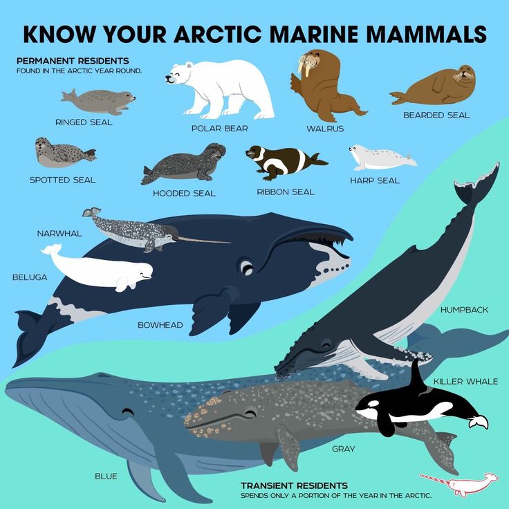 an image of marine animals and their names