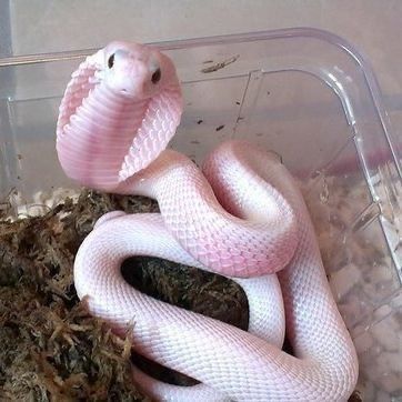 a pink snake sitting on top of a pile of dirt next to a plastic container