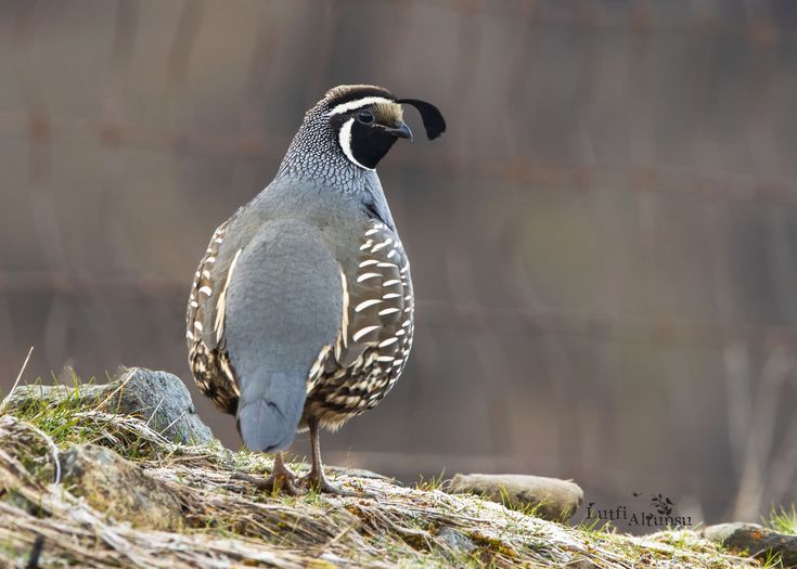 a bird standing on top of a grass covered hill