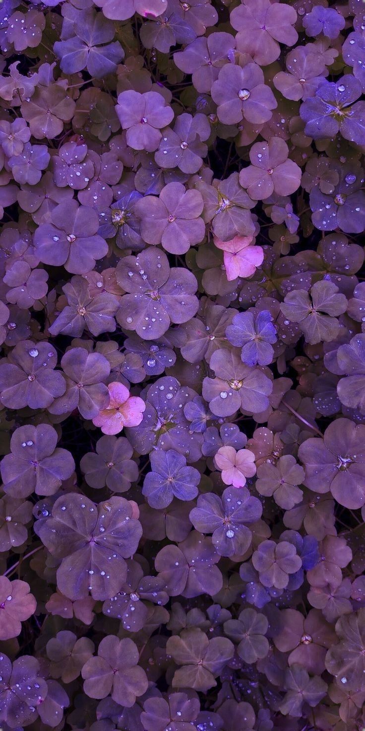 purple flowers with water droplets on them are in the middle of an image that appears to be very colorful