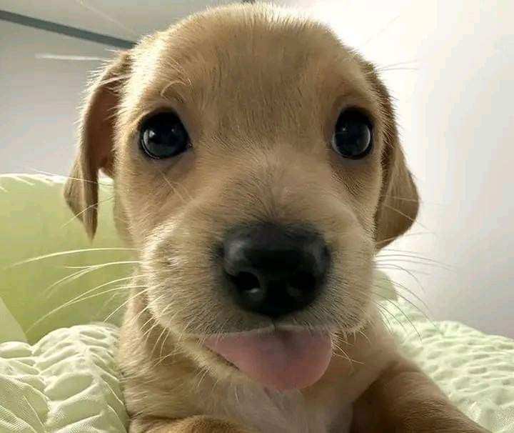 a close up of a dog laying on a bed with its tongue hanging out and looking at the camera