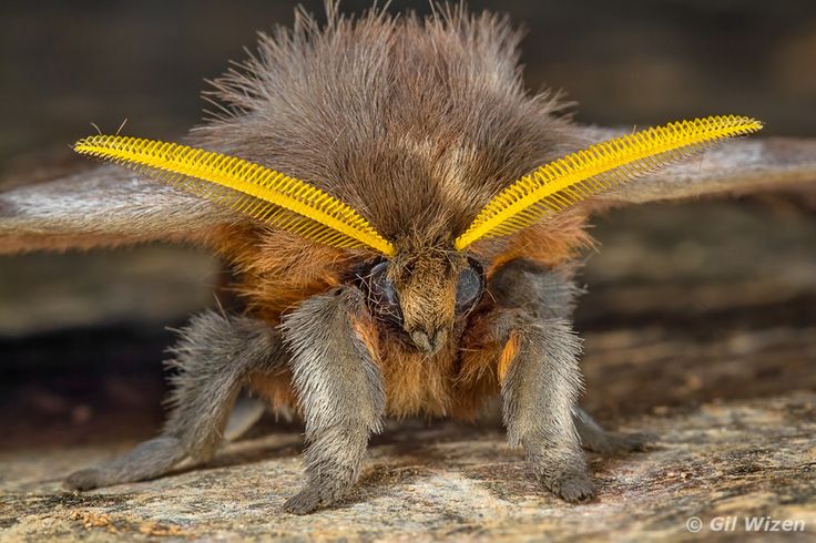 a close up of a small insect with yellow wings on it's back legs