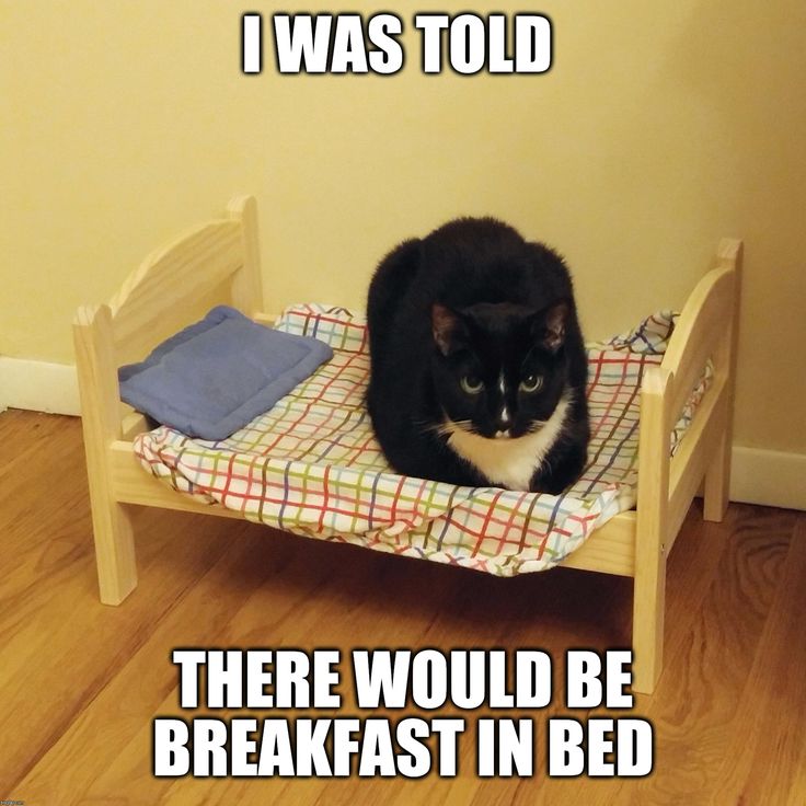 a black and white cat sitting on top of a bed with the caption i was told there would be breakfast in bed