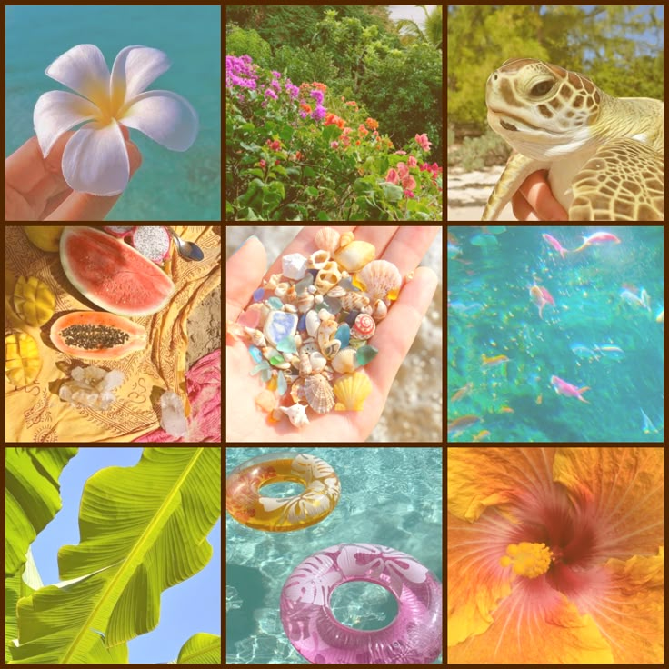 a collage of pictures with different types of sea animals and plants in them, including flowers