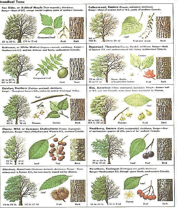 an image of different types of trees