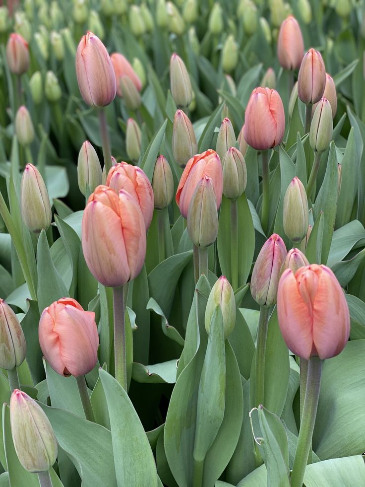 many pink tulips with green leaves in the foreground