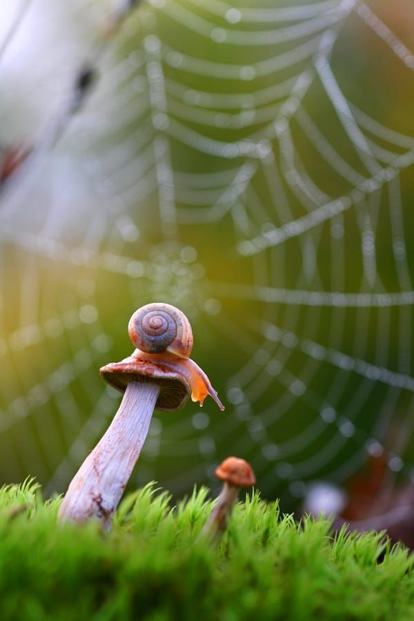 a snail is sitting on top of a mossy surface with a spider web in the background