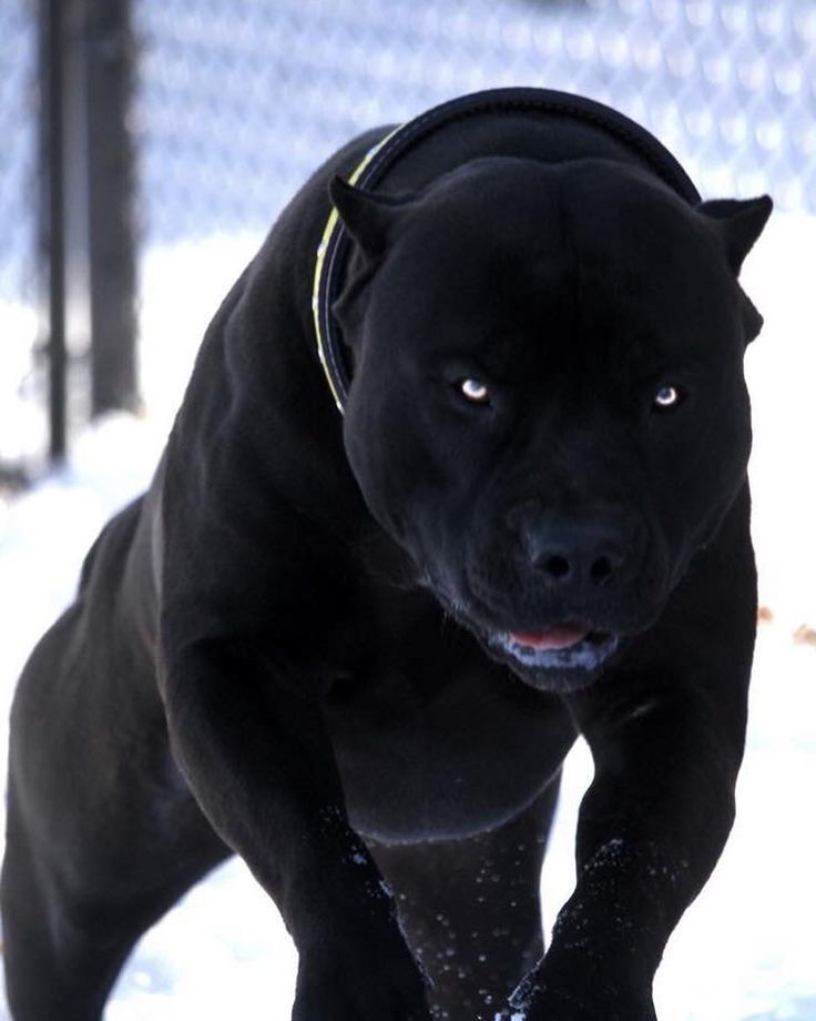 a black dog is running in the snow