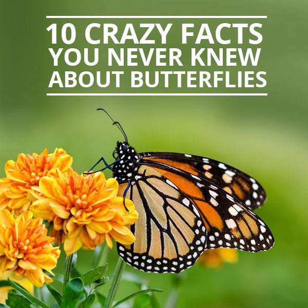 a monarch butterfly sitting on top of a yellow flower with the caption 10 crazy fact you never knew about butterflies