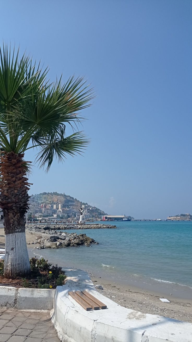 a palm tree sitting on top of a sandy beach next to the ocean with buildings in the background