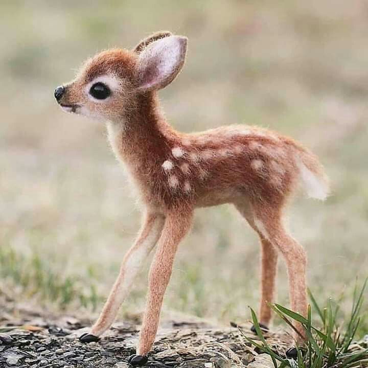 a small deer standing on top of a grass covered field