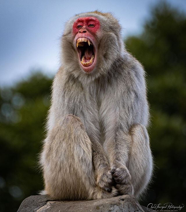 a monkey sitting on top of a rock with its mouth open