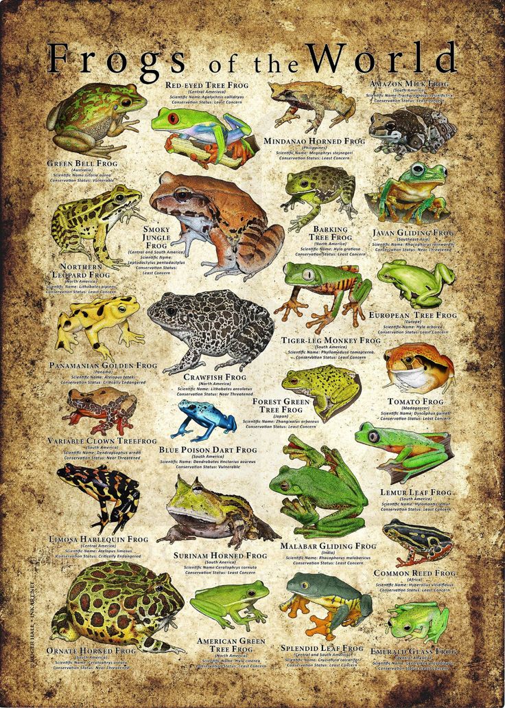 frogs of the world on an old paper with some type of information about them and their names