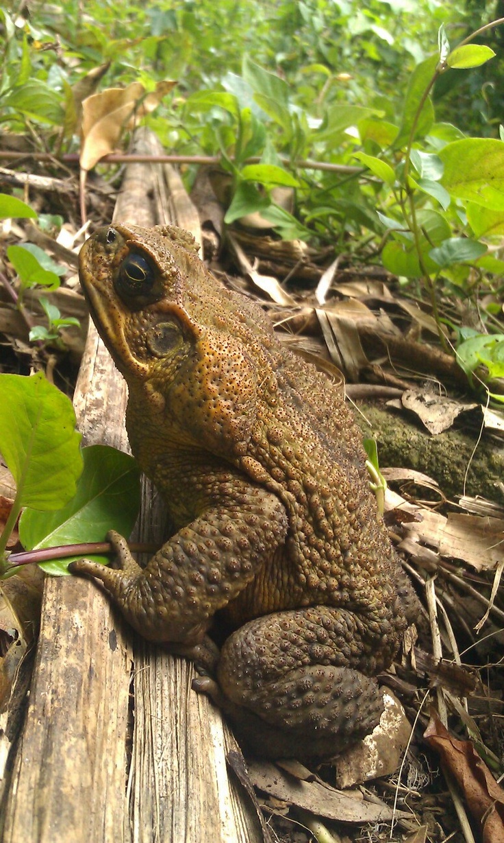 a frog sitting on top of a wooden plank in the woods with green leaves around it