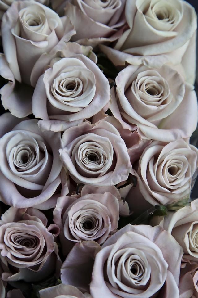 a bunch of white roses are arranged together