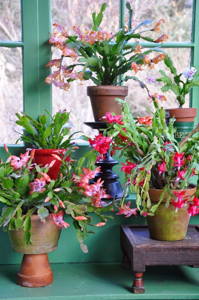 several potted plants sitting on a window sill in front of a green door