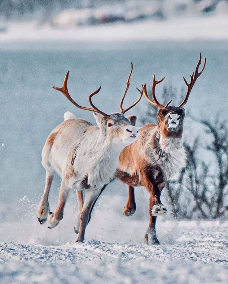 two deer running in the snow with their heads turned to look like they are chasing each other