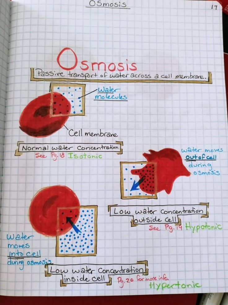 an open notebook with some writing on it and pictures in the pages showing different types of cells