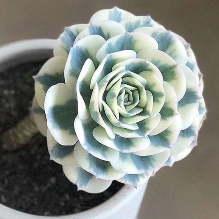 a small white and blue flower in a pot