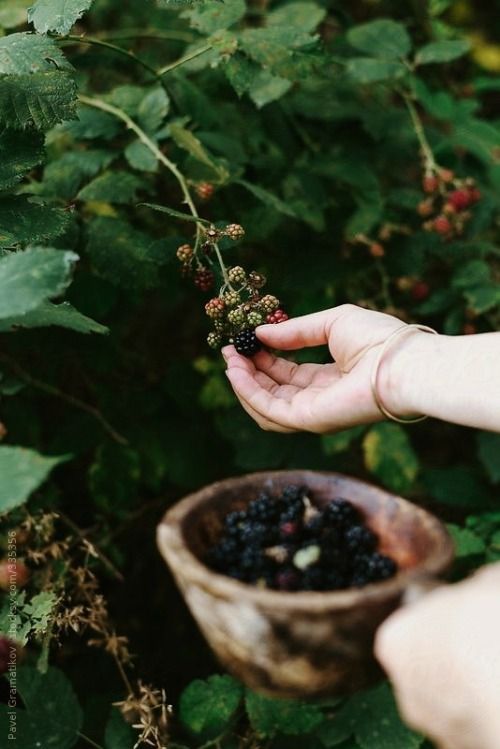 a person is picking berries from a bush