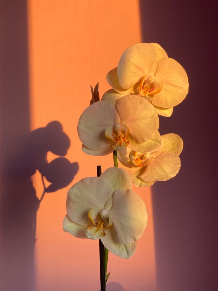 three yellow orchids are in a vase on a pink background with the shadow of a person's hand