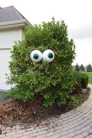 a bush with eyes on it in front of a house that has a brick walkway