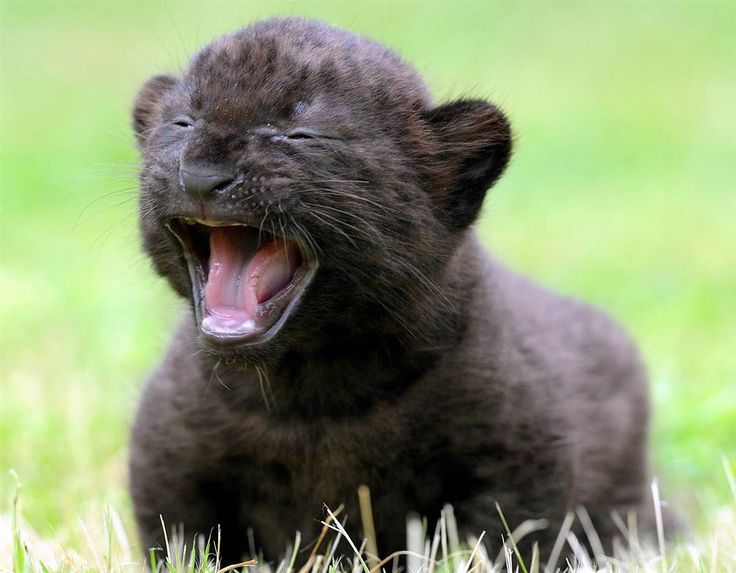 a small black animal yawns while sitting in the grass with its mouth open