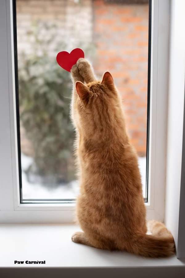 an orange cat sitting on top of a window sill next to a red heart