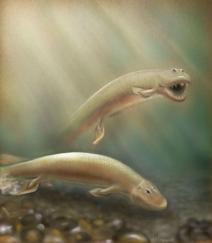 two fish are swimming in the water near some rocks and pebbles with sunlight streaming through them