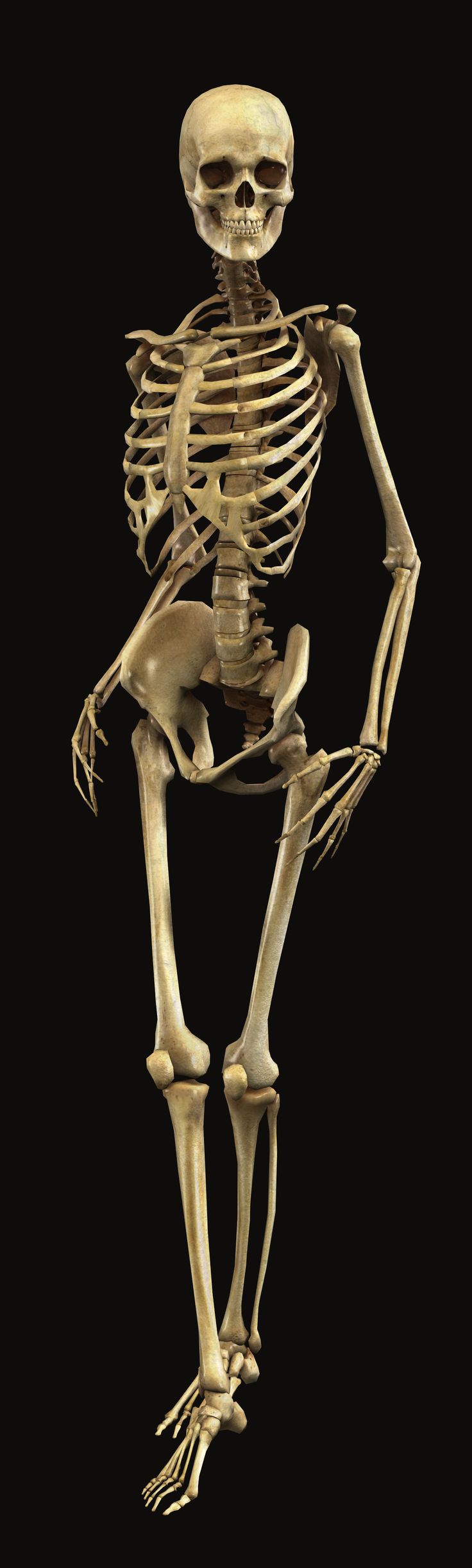 a human skeleton is shown in this image