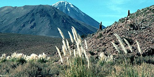 the mountains are covered in snow and green plants with tall grass on the ground below